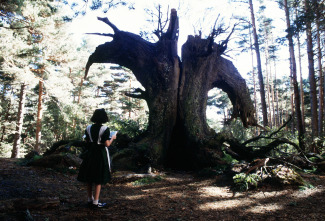 El laberinto del fauno