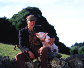 Imagen de Babe, el cerdito valiente - 4