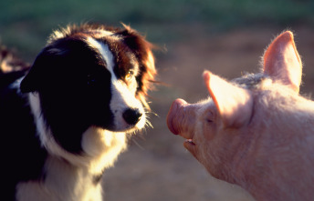 Imagen de Babe, el cerdito valiente - 8