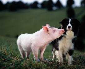 Imagen de Babe, el cerdito valiente - 7