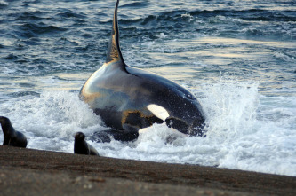 Imagen de Vida animal: Escuela de orcas asesinas - 7