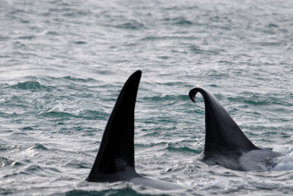 Imagen de Vida animal: Escuela de orcas asesinas - 8