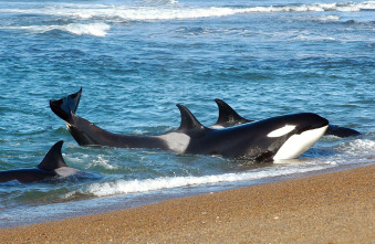 Imagen de Vida animal: Escuela de orcas asesinas - 12
