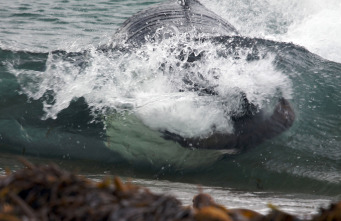 Imagen de Vida animal: Escuela de orcas asesinas - 16