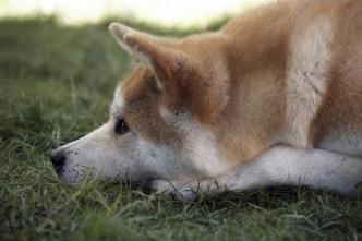 Imagen de Siempre a tu lado (Hachiko) - 14
