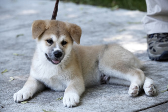 Imagen de Siempre a tu lado (Hachiko) - 15