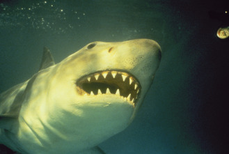 Imagen de Jaws 3 (El gran tiburón) - 11