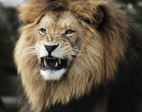 Imagen de El último depredador  - 3