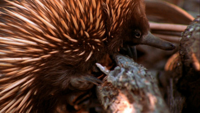 Los animales más raros...: Los más raros de la tierra