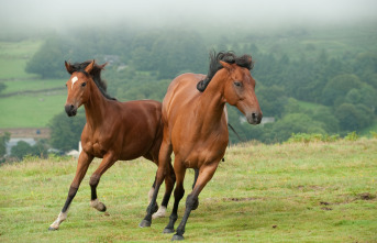 Imagen de War Horse (Caballo de batalla) - 12