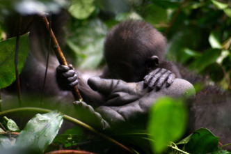 Imagen de Gorila misterioso - 4