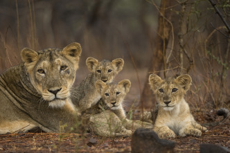 Los secretos de la...: Leones del desierto