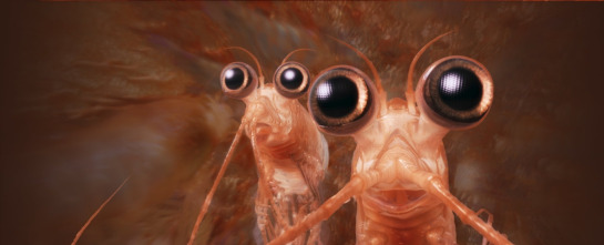 Imagen de Happy Feet 2 - 14