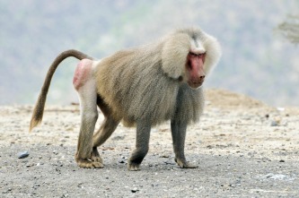Imagen de Depredadores alfa  - 3