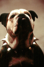 Imagen de Little Nicky - 12