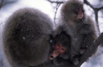 Imagen de Top 10 animal  - 2