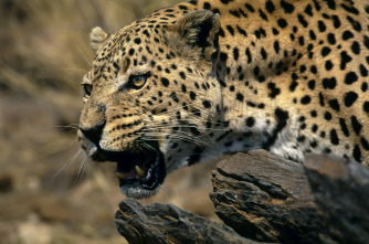 Imagen de Top 10 animal  - 1