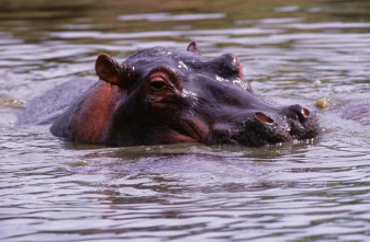 Imagen de Top 10 animal  - 5