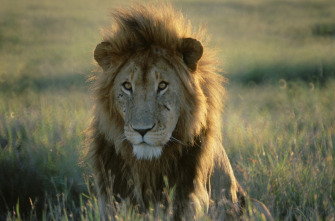 Imagen de Top 10 animal  - 7