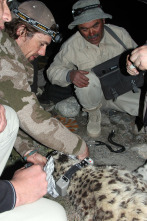 Imagen de El leopardo de las nieves de Afganistán - 1