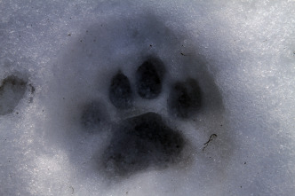 Imagen de El puma contra el lobo - 1