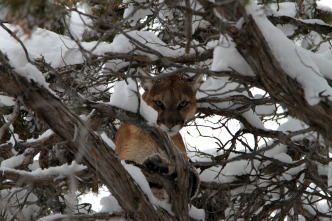 Imagen de El puma contra el lobo - 2