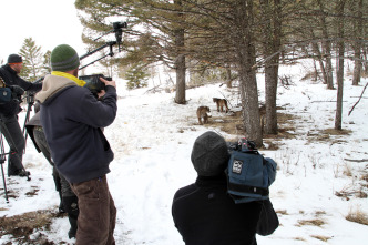 Imagen de El puma contra el lobo - 3