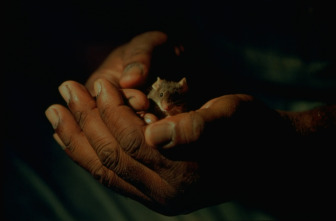 Imagen de La milla verde - 16