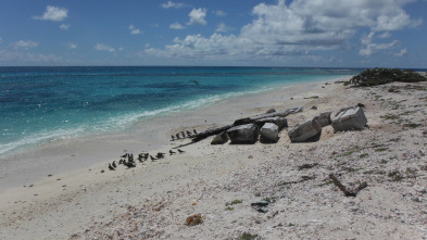 Imagen de Wild Hawaii  - 2