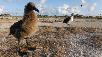 Imagen de Wild Hawaii  - 3