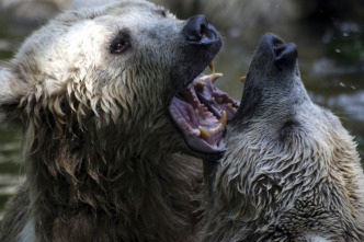 Imagen de El club de la lucha animal  - 5