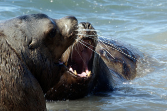 Imagen de El club de la lucha animal  - 7