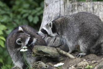 Imagen de El club de la lucha animal  - 9