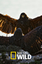 Imagen de El club de la lucha...: Osos pardos, guanacos y escarabajos - 1