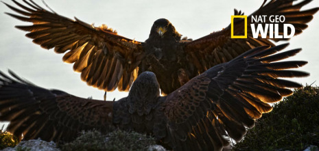 Imagen de El club de la lucha...: Osos pardos, guanacos y escarabajos - 2