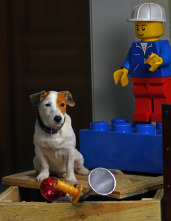 Imagen de Pancho, el perro millonario - 7