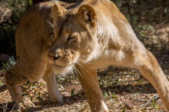 Encerrado entre leones