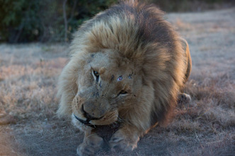 Imagen de Encerrado entre leones - 6