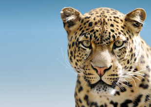 Imagen de El felino del futuro - 7