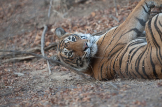 La venganza del tigre