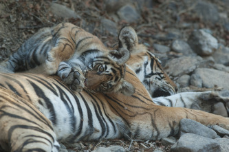 La venganza del tigre