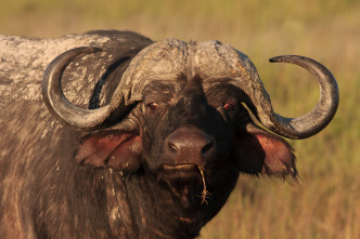 Imagen de Rivales de sangre: el león contra el búfalo - 4