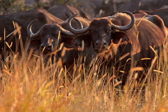 Imagen de Rivales de sangre: el león contra el búfalo - 5