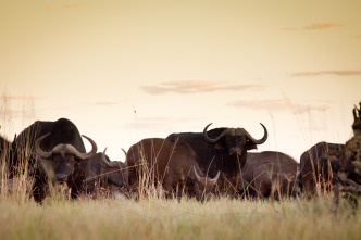 Imagen de Rivales de sangre: el león contra el búfalo - 6