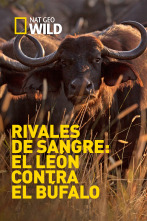 Imagen de Rivales de sangre: el león contra el búfalo - 1
