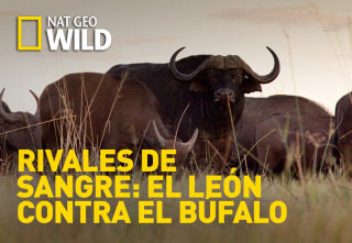 Imagen de Rivales de sangre: el león contra el búfalo - 2