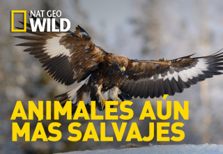 Animales aún más salvajes: Llamadas cercanas