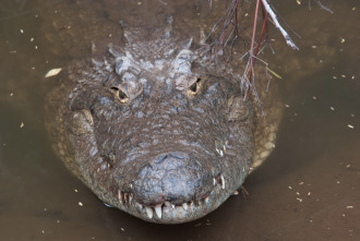 Imagen de Los depredadores más letales de África  - 3