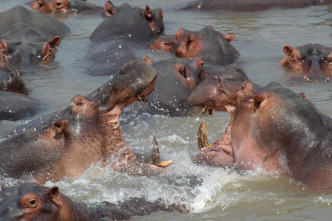 Imagen de Los depredadores más letales de África  - 4