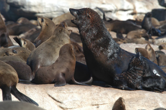 Imagen de Los depredadores más letales de África  - 5